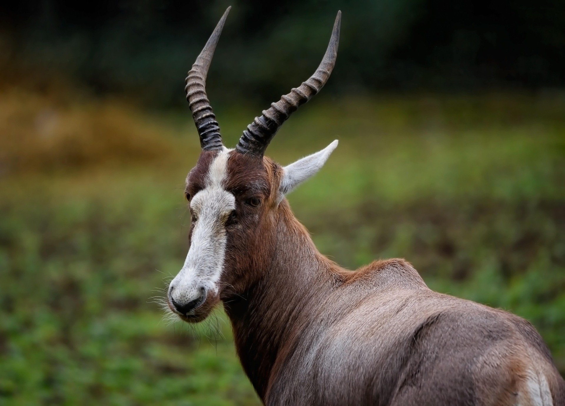 Blesbok (Common)